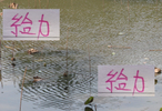 奥运玉玺_奥运玉玺免费直播在线观看_奥运玉玺比赛视频回放-1